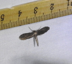 Protoproutia laredoata