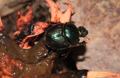Proagoderus dives