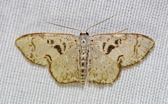 Idaea complexaria