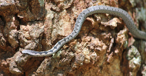 Mopane Snake