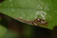 Nemorimyza posticata