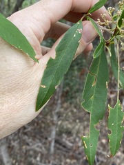 Pomaderris argyrophylla