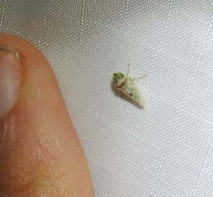 Xerophloea viridis