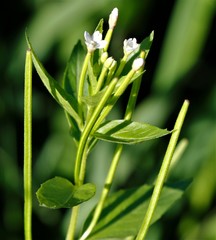Epilobium lactiflorum