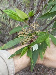 Pomaderris argyrophylla