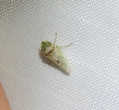 Xerophloea viridis