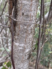 Pomaderris argyrophylla