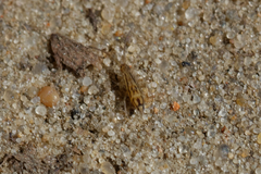Orchesella spectabilis