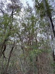 Pomaderris argyrophylla