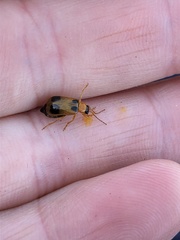 Phyllobrotica quadrimaculata
