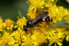 Cryptocheilus versicolor