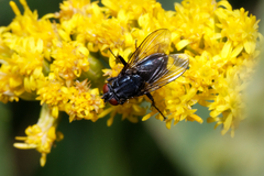 Calliphoridae
