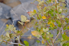 Searsia populifolia