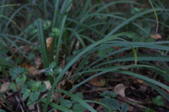 Carex pilosa