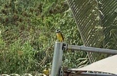Pitangus sulphuratus