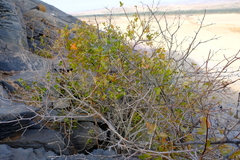 Searsia populifolia