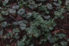 Lamium galeobdolon