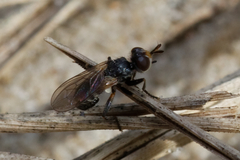 Thecophora pusilla