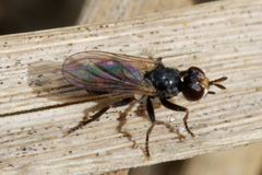Thecophora pusilla