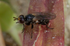 Thecophora pusilla