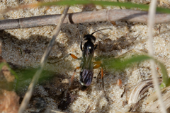 Cryptocheilus versicolor