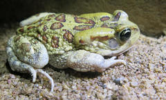 Sclerophrys garmani