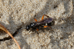 Cryptocheilus versicolor