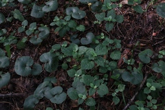 Lamium galeobdolon