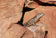 Matobosaurus validus