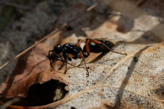 Cryptocheilus versicolor