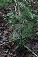 Equisetum sylvaticum