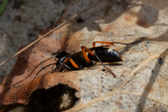 Cryptocheilus versicolor