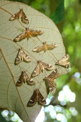 Strepsinoma croesusalis