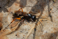 Cryptocheilus versicolor