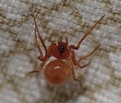 Thymoites unimaculatus