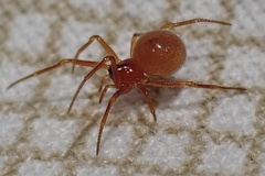 Thymoites unimaculatus