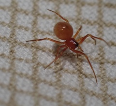 Thymoites unimaculatus