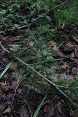Equisetum sylvaticum