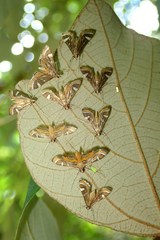 Strepsinoma croesusalis