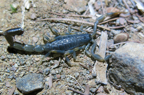 Yellow Lesser-Thicktail Scorpion