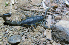 Uroplectes flavoviridis