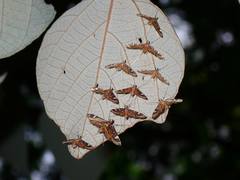 Strepsinoma croesusalis