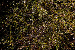 Coleonema juniperinum