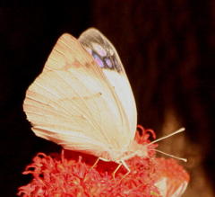 Colotis regina