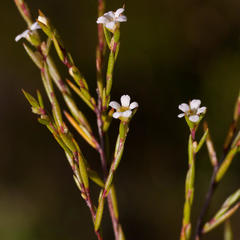 Coleonema juniperinum