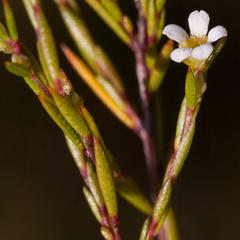 Coleonema juniperinum