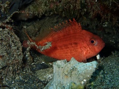 Cyprinocirrhites polyactis