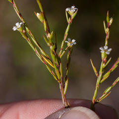 Coleonema juniperinum