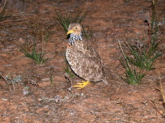 Pedionomus torquatus