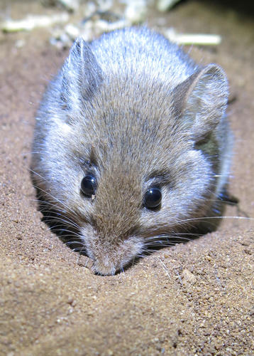 Pouched Mouse
